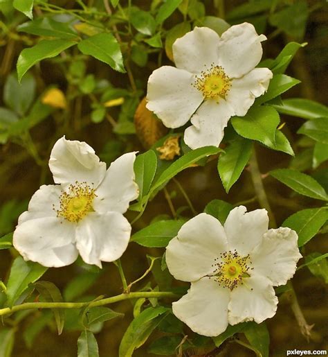 Cherokee Rose State Flower Of Georgia Picture By Janoogee For