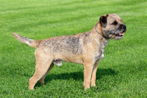 Border Terrier - Dog Breed Health, History, Appearance, Temperament ...