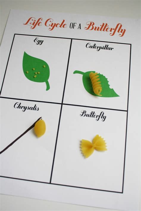 Butterfly Life Cycle Worksheet Preschool Workssheet List