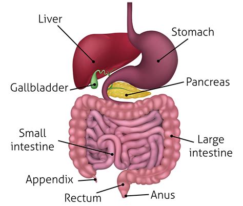 Protein Digestion And Absorption How It Works And How To Improve It