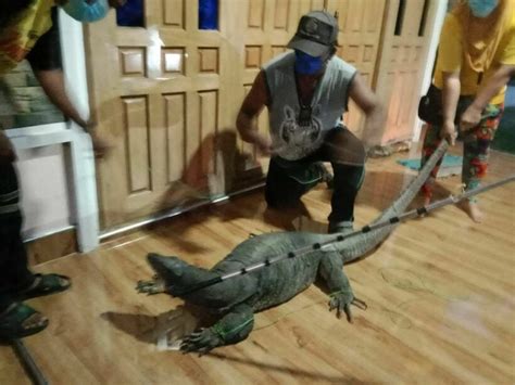 Massive Water Monitor Lizard Disturbs Southern Thailand Home Thaiger