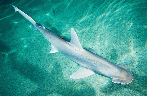Bonnethead Shark Facts Size Habitat Diet Life Cycle Pictures