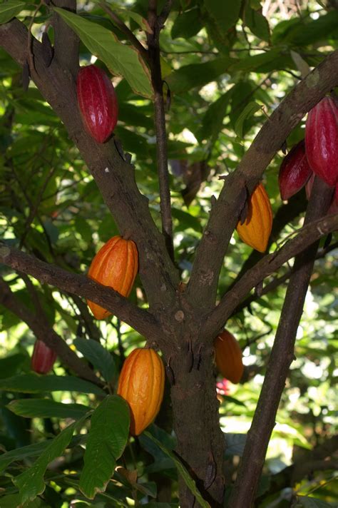 A typical pod contains 30 to 40 beans and there are about 30 pods per tree. Cacao trees can live to be 200 years old, but they produce ...
