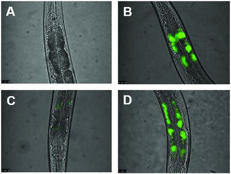 Fluorescence Microscopy Of C Elegans Colonization Nematodes Infected