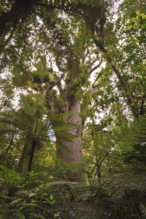 New Zealand Nature Kauri Forest Photo Information