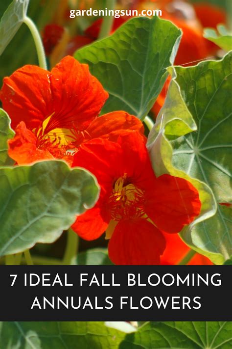 7 Ideal Fall Blooming Annuals Flowers Gardening Sun