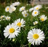 Daisy flower meaning • Origins • Symbolism and other ...
