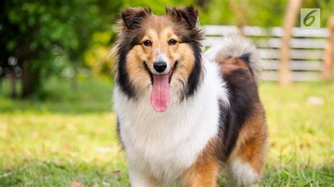 We did not find results for: Gambar Ciri Anjing Rabies | Kumpulan Gambar Bagus