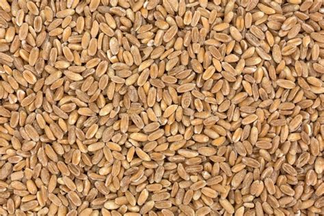 Close View Of Farro Organic Wheat Stock Image Image Of Nutrition