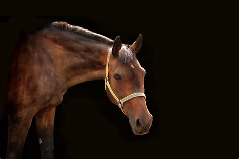 We did not find results for: Pferd vor schwarzem Hintergrund Foto & Bild | tiere ...