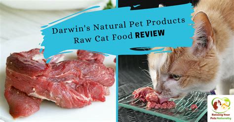 We looked at nutritional information. Best Raw Cat Food Brands for Indoor Cats | Darwin's ...