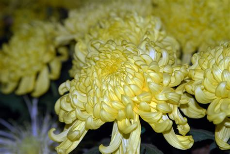 Chrysanthemum Chrysanthemums Often Called Mums Or Chrysan Flickr