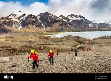 Antarctica, South Georgia Island (British overseas territory), Fortuna