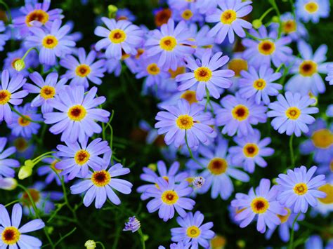 Marguerite Daisy Plants Blue Flowers Macro Photography Ultra Hd