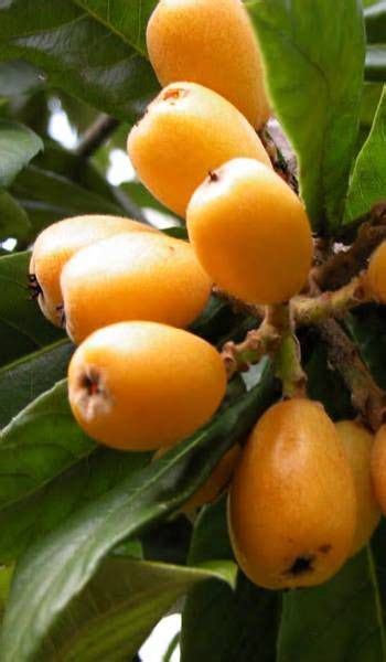 How To Grow Loquat Growing Loquat Tree From Seed Everything About Garden