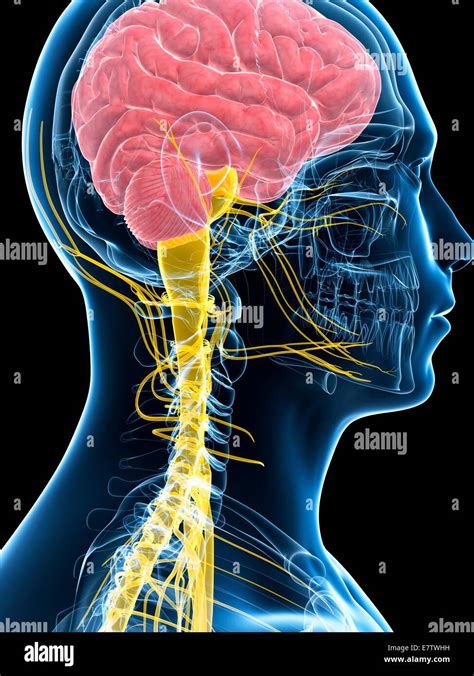 Human Brain And Spinal Cord Computer Artwork Stock Photo 73691005 Alamy