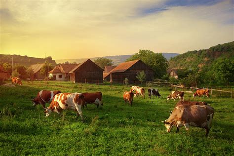 Szekler Cow Pasture Photograph by Istvan Kadar Photography