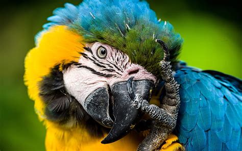 1920x1080px 1080p Free Download Blue And Yellow Macaw Blue And