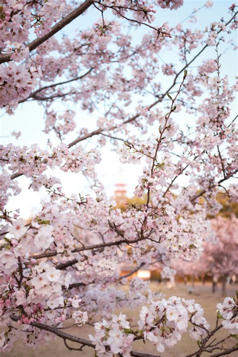 White Cherry Blossom Tree During Daytime Photo Free Image On Unsplash