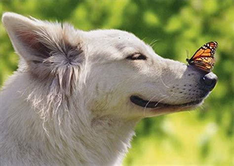 Butterfly On Dogs Nose Card Over The Rainbow