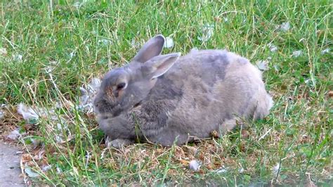 Cute Grey Bunny Rabbit Youtube