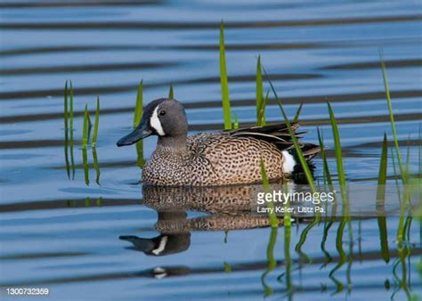 Drake Blue Winged Teal By Tony Beck Ph