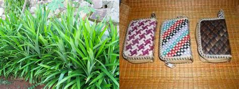 Hal tersebut berkat kandungan antioksidan di dalamnya. Produk Kerajinan dari Bahan Alam dan Gambarnya Lengkap ...