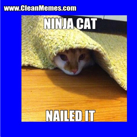 Also a plus is that all the clips are clean. Cat Memes - Page 14 - Clean Memes