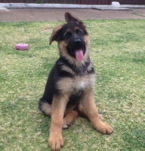 German shepherds are born with floppy ears. When Do German Shepherd Ears Stand Up: 4 Steps To Fix It