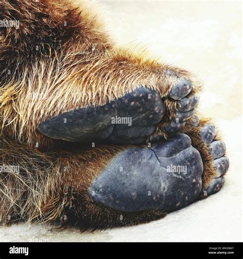 Bear Feet High Resolution Stock Photography And Images Alamy
