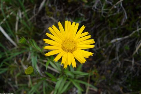 L'ajuga è una pianta che cresce spontanea e fiorisce bene prima di lasciarvi alle fiore giallo inverno fiori gialli in inverno illuminano il paesaggio monotono. Fiori spontanei - Pagina 5