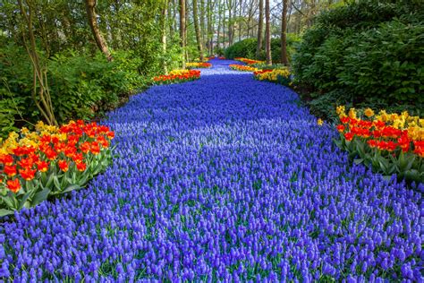 Keukenhof Flower Exhibit Netherlands Most Spectacular Flower Garden