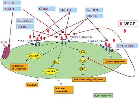 Mechanism Of Action Of Vascular Endothelial Growth Factor Vegf