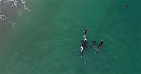 Killer Whales Join Woman During Swim Workout Drone Video