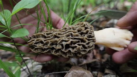 The Foragers Guide To Morel Mushrooms Forager Chef