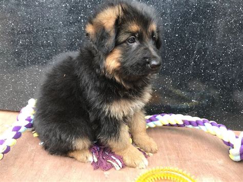 Our goal is to breed quality german shepherds that will be easy to train, calm and well mannered. German Shepherd Puppies For Sale | Charleston, SC #235127