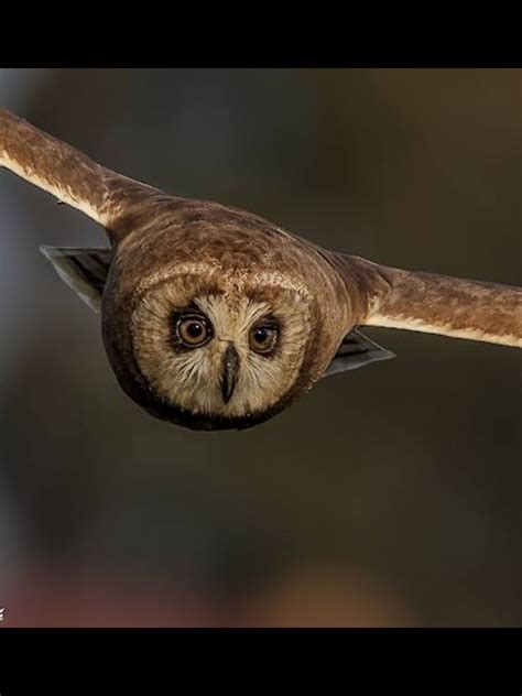 African Marsh Owl Owl South African Birds Owl Pictures