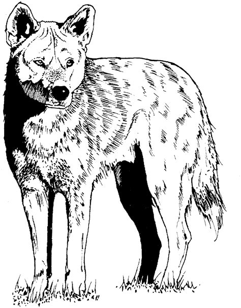 Https://wstravely.com/coloring Page/animals Black And White Coloring Pages
