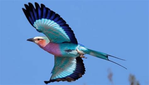 10 Facts About The Lilac Breasted Roller The National Bird Of Kenya