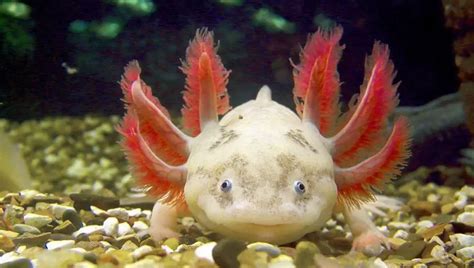 Detailed Info About Axolotl The Mexican Walking Fish Petculiars