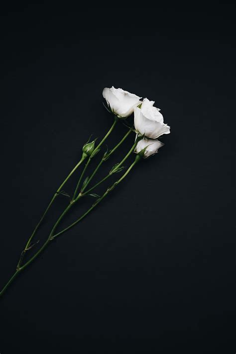 Hd Wallpaper Three White Roses Flatlay Black Background Flower