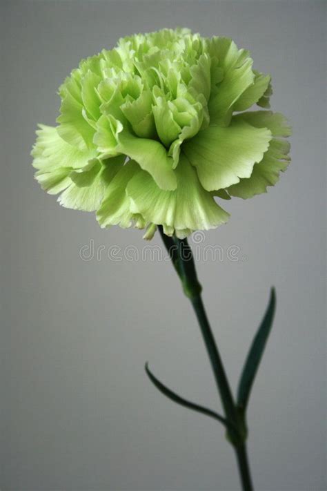 Carnation Stock Image Image Of Carnation Nature Clean 5790941