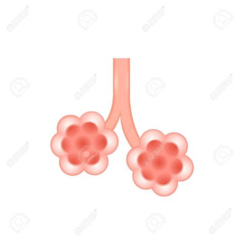 Alveoli Clipart 20 Free Cliparts Download Images On Clipground 2022
