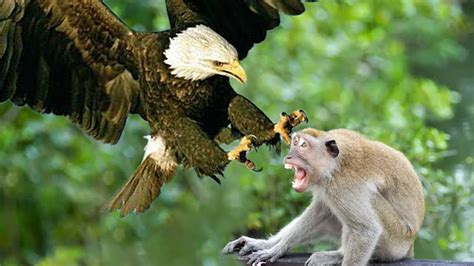 The Monkey Was Punished With Sharp Talons For Stealing The Eagles Eggs