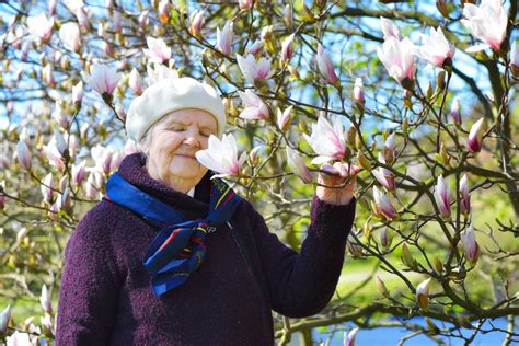 If the disease affects the tree over the winter, flowers will become spore sites for the fungus; You Need to Be Aware of the Diseases That Affect Magnolia ...