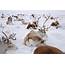 Britains Only Free Roaming Reindeer Herd – In Pictures  USA Art News