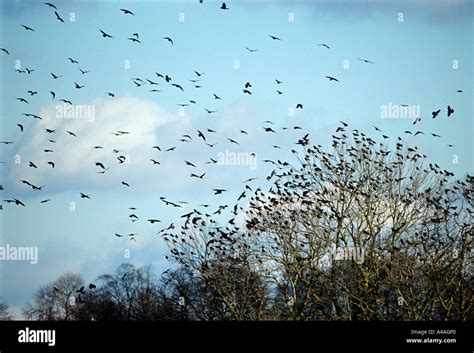 Rookery Crow High Resolution Stock Photography And Images Alamy