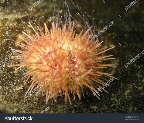 Sea Urchin Echinodermata Macro Stock Photo 27518191 Shutterstock