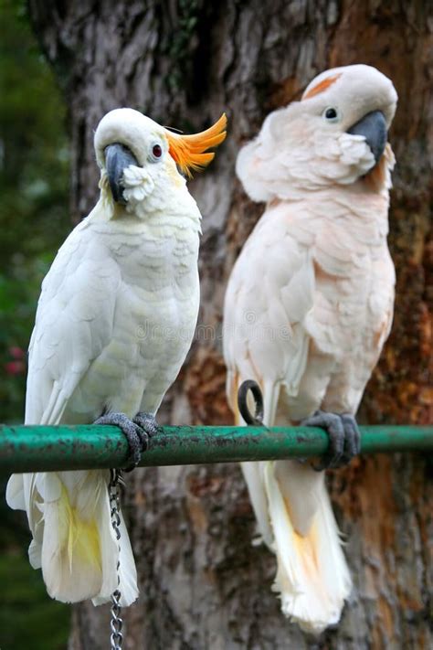 Parrots In Love Stock Photo Image Of Care Bird Perch 14816354