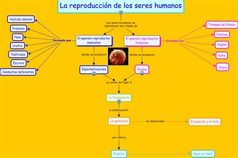 Ejercicio Tic Mapa Conceptual La Reproducción De Los Seres Humanos